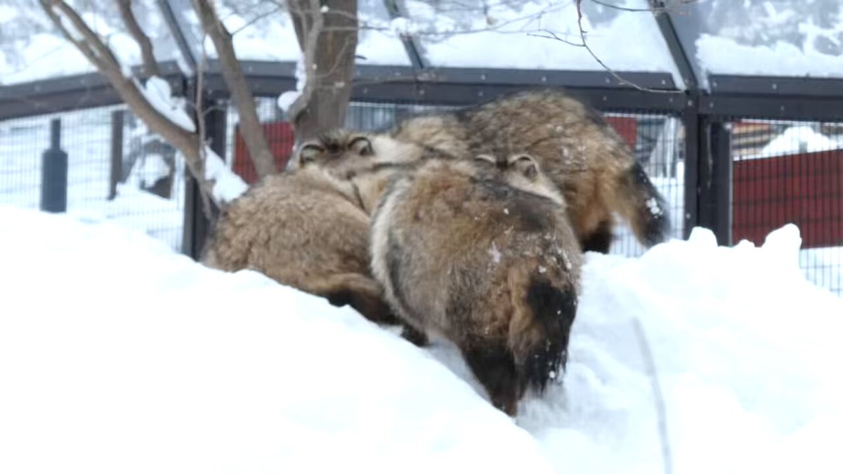 今週のエゾタヌキたち #旭山動物園 #asahiyamazoo #エゾタヌキ #北海道小動物コーナー #tanuki