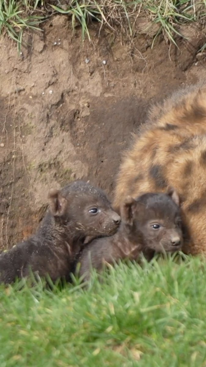 Plot twist… Earlier this week we announced that first-time mum Noubia had given birth to one spotted hyena cub… turns out mum had two surprises for us! 👀 It’s twins 💖 Keep watching to spot both cubs! 🐾 Looks like Noubia had the last laugh 😂