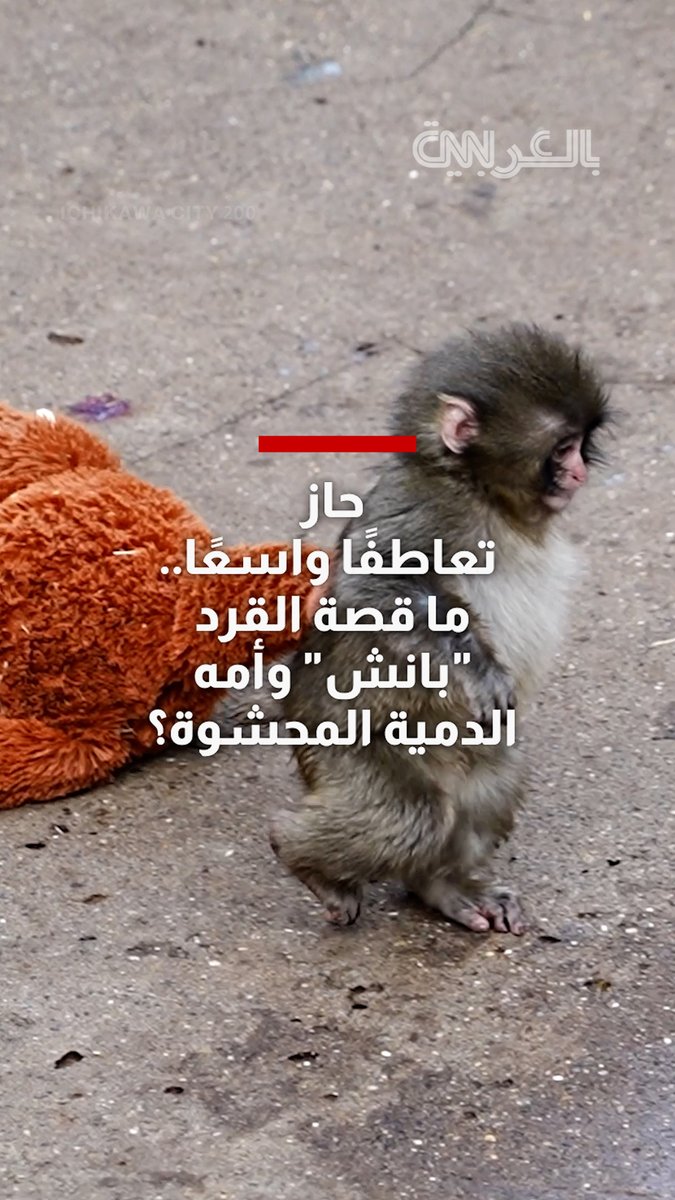 القرد الصغير "بانتشي" الذي كسب تعاطف ❤️🩹 الجميع على وسائل التواصل الاجتماعي في #اليابان وخارجها ❤️