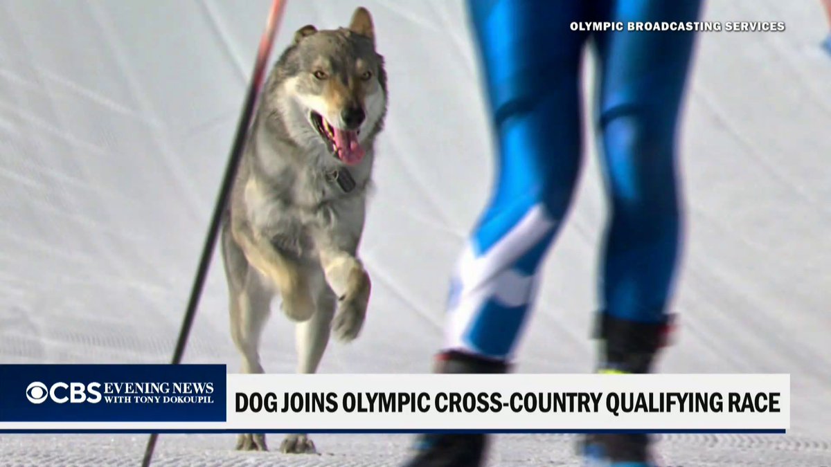 A local dog named Nazgul jumped into the women’s cross-country qualifier at the Milan Winter Olympics — even crossing the finish line.