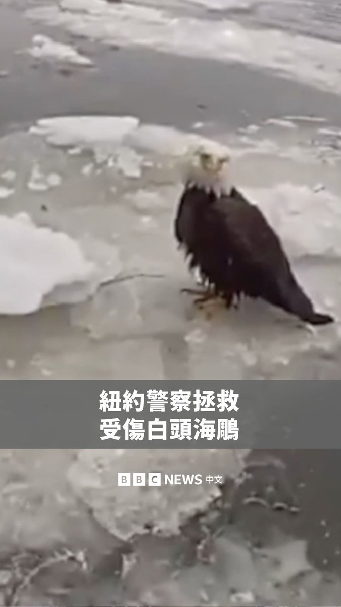 纽约警官从冰冷的哈德森河中救起一只受伤的白头海鵰，并迅速将它送往新泽西的一处动物庇护所接受照护。白头海鵰曾一度在纽约接近灭绝，如今在哈德森河谷地区的族群数量逐渐恢复，尤其在冬季更是常见。