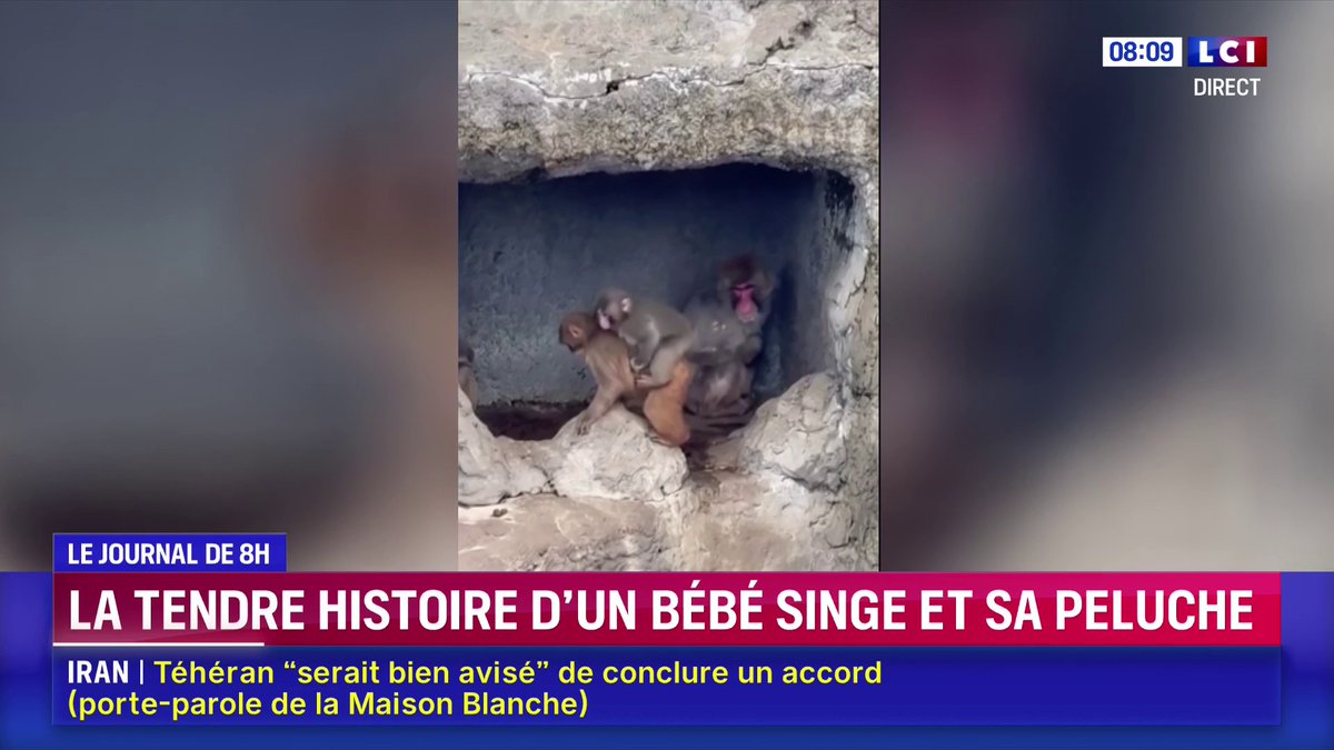La tendre histoire d'un bébé singe et sa peluche 📺👇 Le journal de Laurène Barrière-Tallerie dans La Matinale LCI présentée par Jean-Baptiste Boursier