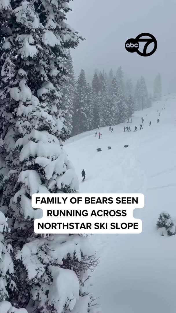 A family of bears halted skiers in their tracks on Wednesday as they scampered across a ski slope at Northstar California Resort. Barclay Weyhrauch captured the moment, saying, “We thought they were humans at first. Then we thought they were big dogs, then everyone realized they were bears and everyone started yelling ‘stop!’”