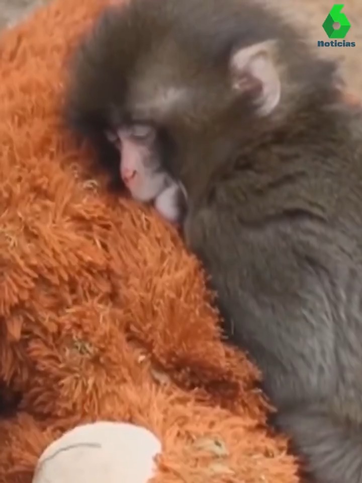 "Punch": Por comentarios sobre los videos de un mono en un zoológico de Japón