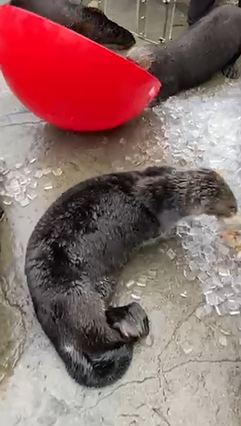 Happy rescueversary to sea otter Mak, who was rescued 10 years ago near Kachemak Bay, Alaska! After being rehabilitated by Alaska SeaLife Center and being deemed non-releasable by US Fish and Wildlife Service, he was transferred to the aquarium alongside Kunik later in 2016.