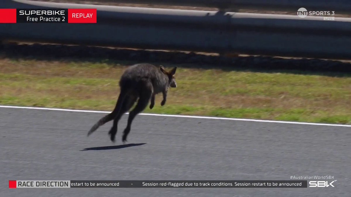 Red Flag for Wildlife 🚩 It wouldn't be Phillip Island without a rogue wallaby on track 😂 #WorldSBK | #AustralianWorldSBK | Live on TNT Sports and Discovery+