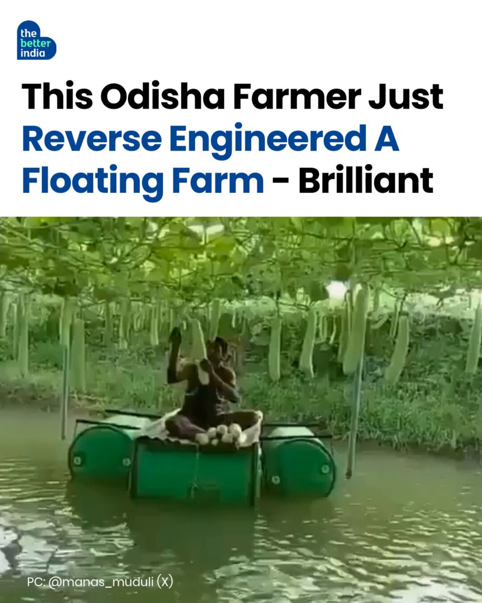 Can a pond earn more than a field? In Ratanpur village, Odisha, Hirod Patel turned a simple idea into a thriving innovation. With support from the agriculture department, he transformed his 10-acre farm in 2019 by digging four ponds, planting fruit trees, and creating a bamboo trellis to grow bottle gourds over one pond—while farming fish below. The results? 120 plants, 1,800 gourds, and Rs 35,000 extra income in just one season. The trellis boosts sunlight, airflow, and harvest efficiency, while the pond moisture reduces irrigation needs. Hirod even uses a handmade boat to gather his produce! His ingenious approach has drawn attention from farmers and scientists alike, becoming a model for sustainable farming. Credits : Manas Muduli (Manas Muduli) on X Read more about his farming idea: #Odisha #Farmer #SustainableAgriculture #AgriInnovation [Odisha Farmer, Sustainable Agriculture, Farming]