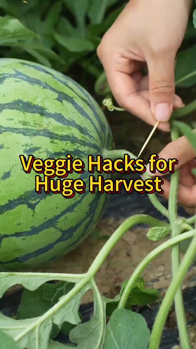 Veggies hack for huge harvest