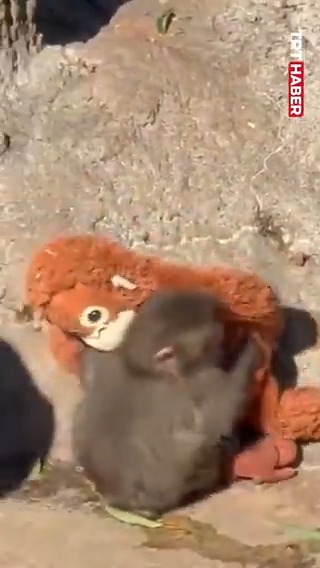 Punch, arkadaşları tarafından yine şiddete uğrayınca annesi sandığı oyuncağa sarıldı.