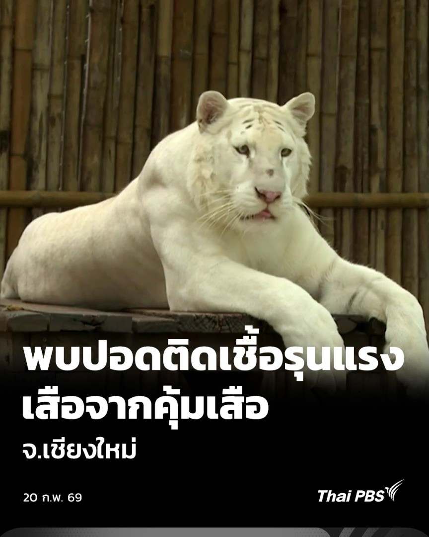 พบปอดติดเชื้อรุนแรง เสือจากคุ้มเสือ จ.เชียงใหม่ | ข่าวค่ำ กรณีเสือหลายสิบตัวในคุ้มเสือ จ.เชียงใหม่ ทยอยตายไม่ทราบสาเหตุ เบื้องต้นมีรายงานว่าเสือมีอาการปอดติดเชื้อรุนแรง แต่ยังไม่ยืนยันว่ามาจากโรคใด อยู่ระหว่างการตรวจสอบและพิสูจน์ของเจ้าหน้าที่ #ThaiPBS