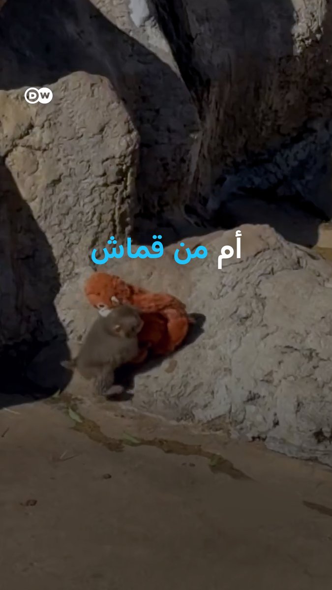 بعد أن رفضته والدته منذ الولادة… وجد هذا #القرد الصغير حضنًا بديلًا غير متوقع! #بانوراما_DW