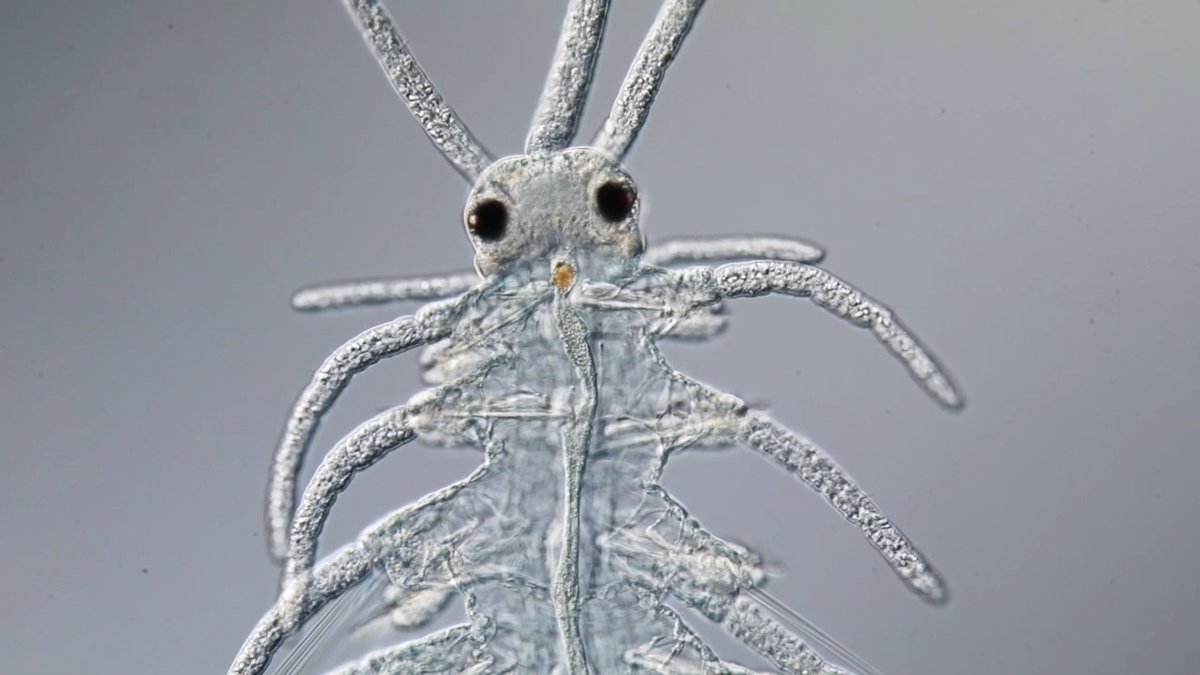 Gliding into the weekend, one parapodium at a time... Meet the polychaete, a marine marvel with many tiny chitinous bristles! 🪱 Credit: Rafael Martín-Ledo