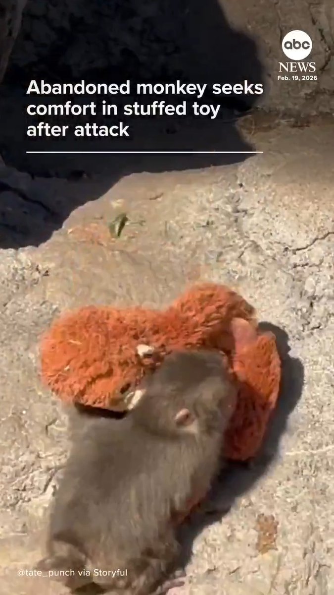 An abandoned monkey who soared to fame after being seen pulling around a soft toy was filmed seeking comfort with the plushie after he was attacked by older macaques at Ichikawa Zoo in Japan. The stuffed orangutan had been given to him after he was abandoned by his mom.