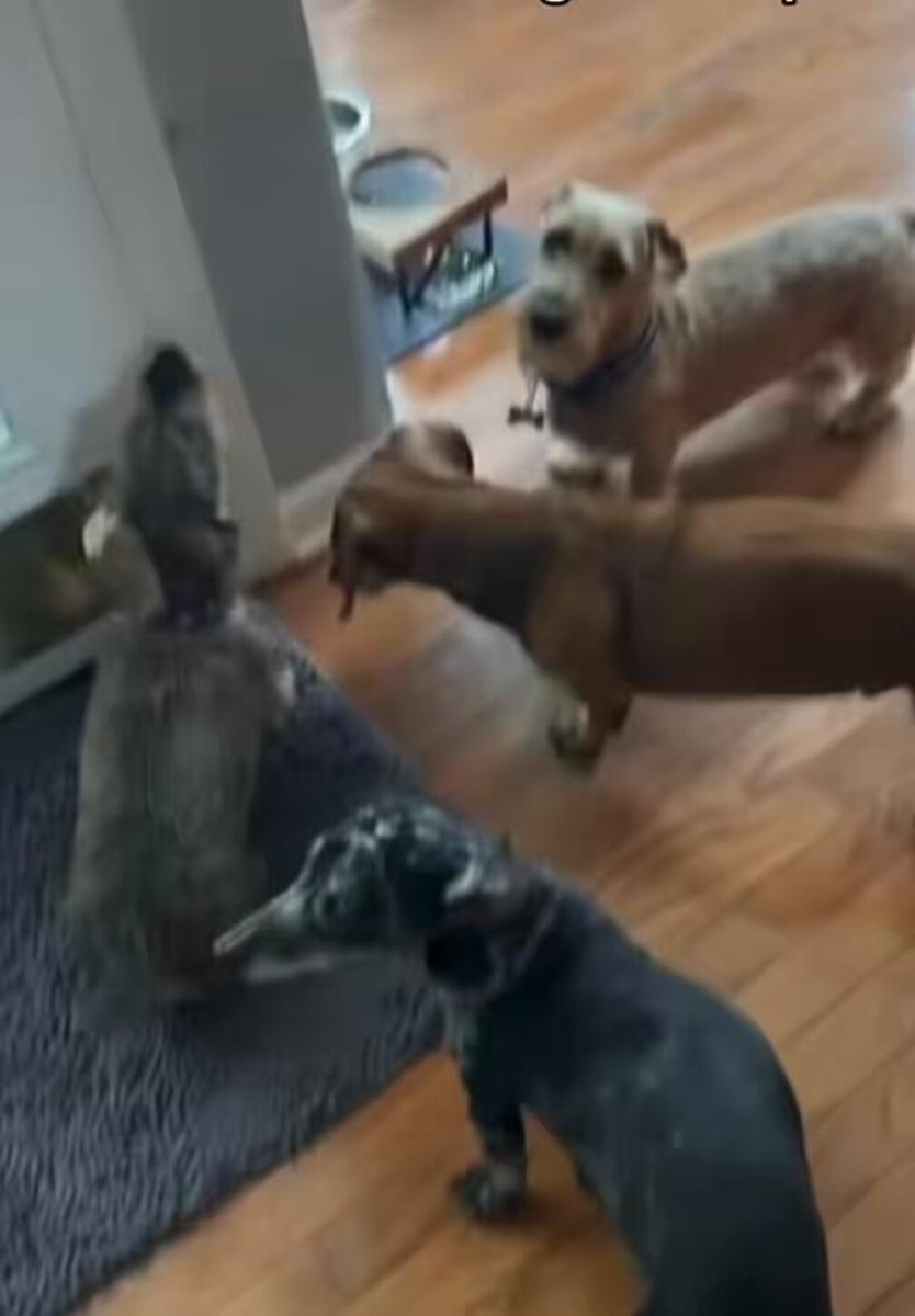 Capone is smart 🐶 he chooses to work « funner » not harder 😂🤭🤣👀