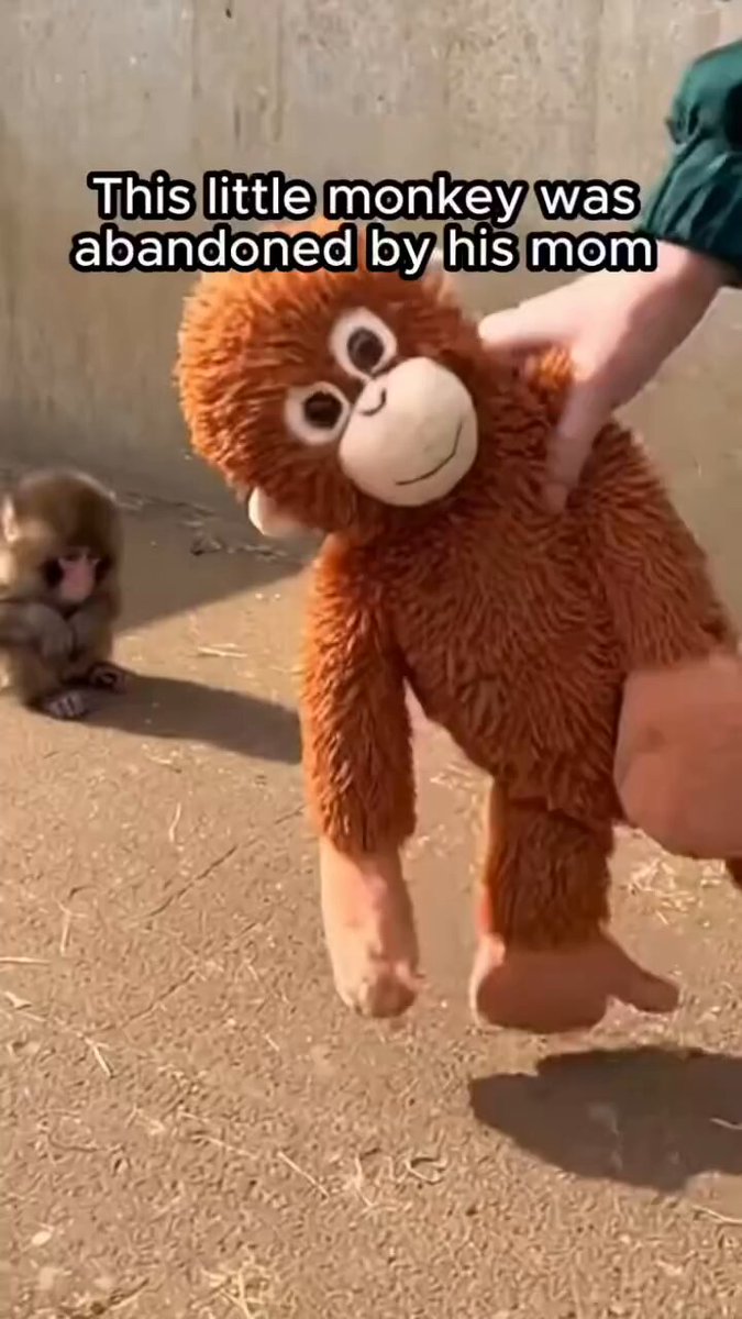 This little monkey was abandoned by his mom