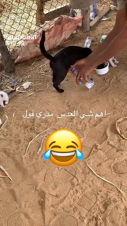 جعلها اخر ضحكة لك يارب ! مالقيت تضحك الا بهالفعلة السوداء سود الله وجهك ياخبيث يكفي انه طعامك المقدم للقطة سيء وفوقها تاخذ حليبها لعنة الله عليك وعلى من صورك !