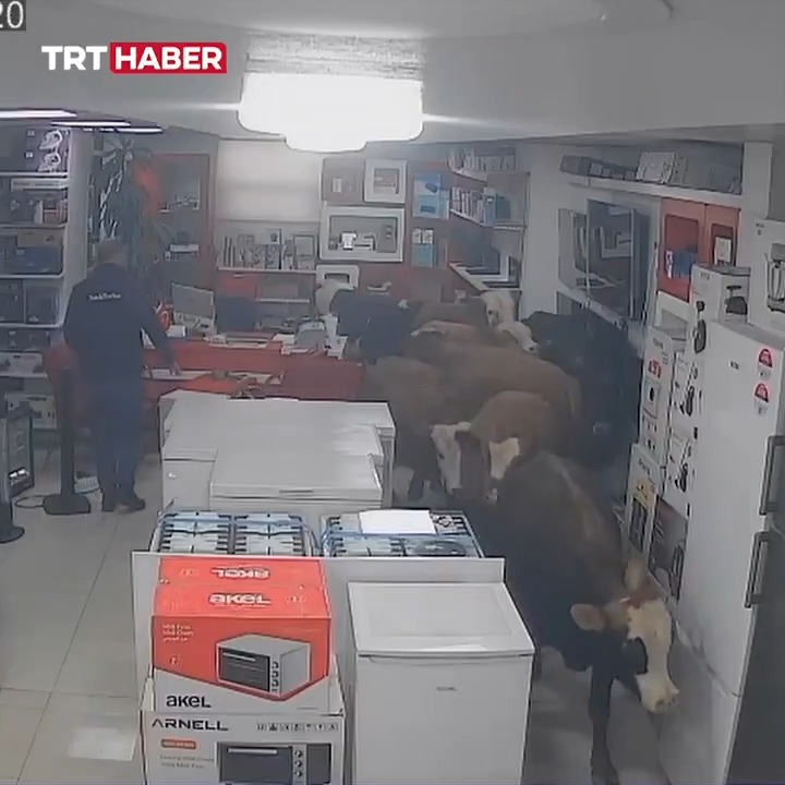 Batman’da sahibinden kaçan inekler beyaz eşya dükkanına girdi.