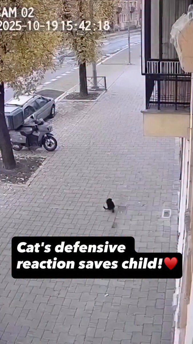 A stray cat leapt to save a falling baby - a hero unnoticed, doing what humans would be praised for, yet still living in the alleys. 🥹🐱❤️