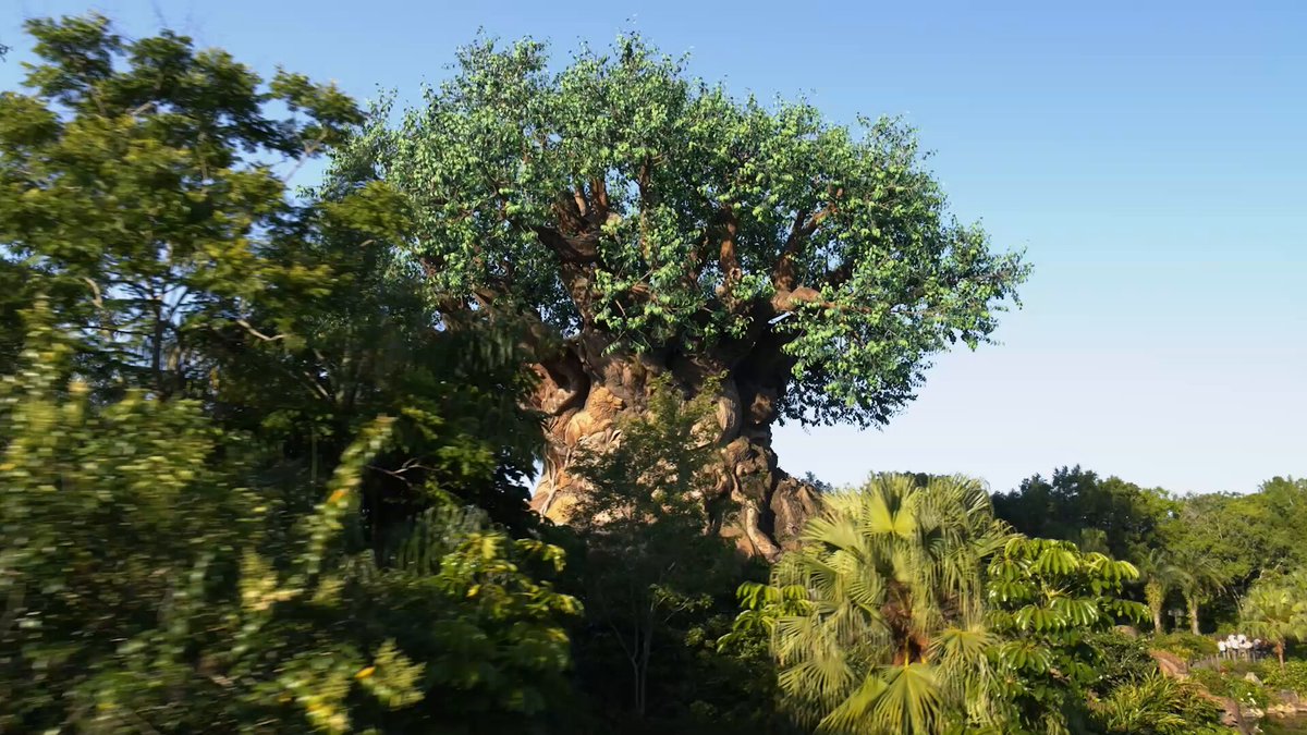 NEW: Walt Disney World shared new and updated aerial video of Disney's Animal Kingdom.