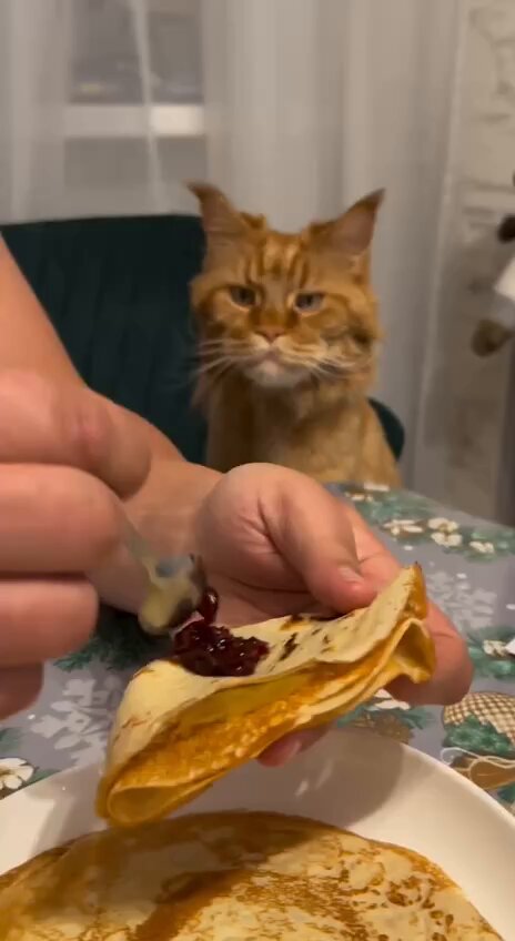 С Масленицей, котики.