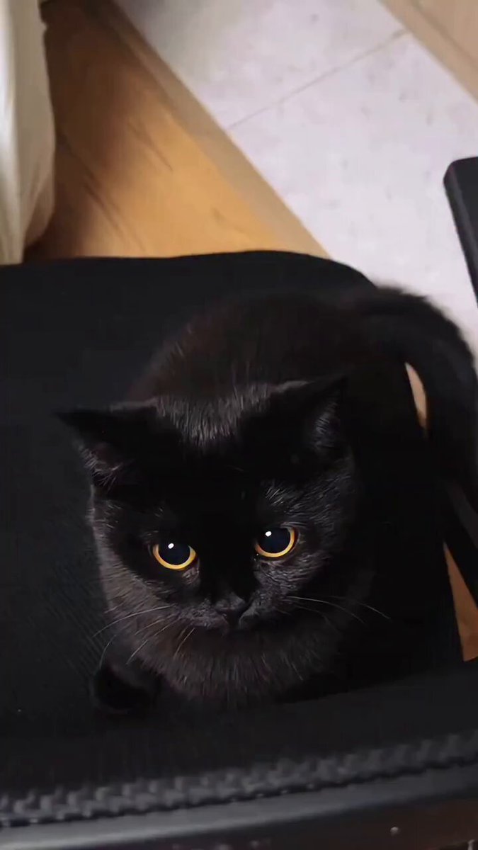 Do you like black cats ?🐈‍⬛