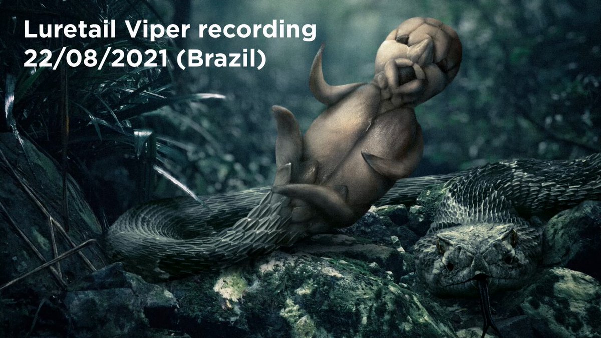 The Luretail Viper (Crotalus neonatus) is a species of large rainforest snake with a complex lure mechanism. It mimics the look and sound of a primate baby in distress to attract prey, striking when they get close. Tourists are advised not to listen to baby cries in the forest.