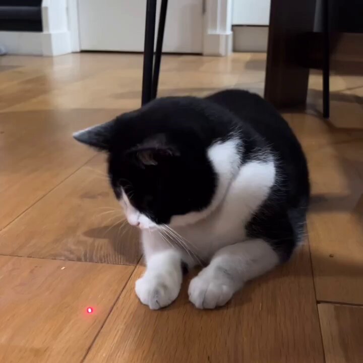 Kitty thinks he finally caught and ate the red dot..🐈🐾🔴😂