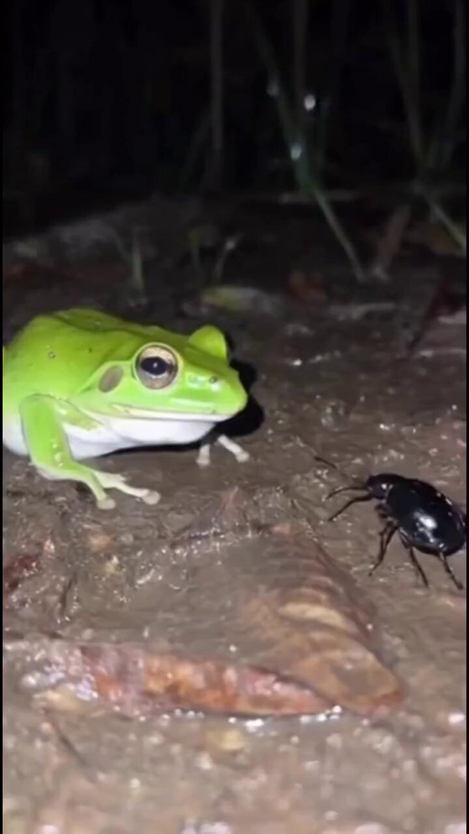 🔴 INFO - #Nature : Une grenouille avale par erreur un scarabée bombardier, capable de projeter des substances brûlantes. Ce coléoptère libère un jet chimique chaud pour se défendre, pouvant irriter sévèrement ses prédateurs. Les scientifiques observent comment certains amphibiens parviennent ou non à survivre à ce mécanisme spectaculaire.