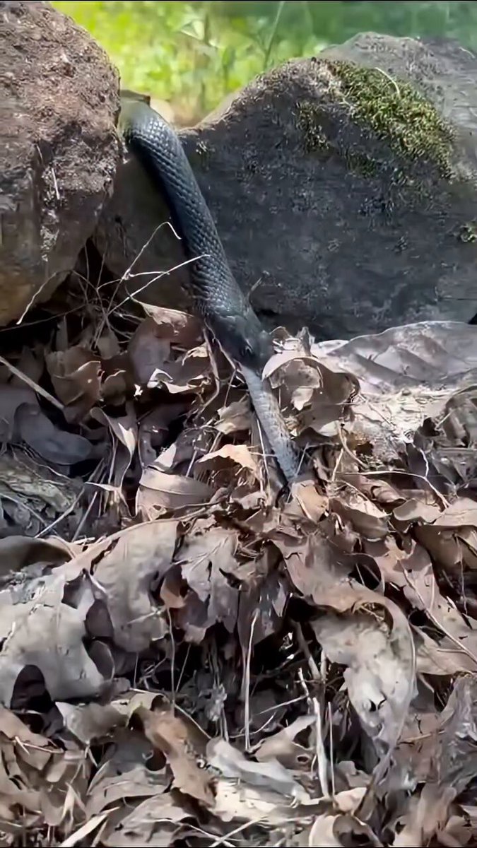 Snake Uproots an Entire Pride! ☠️🌍