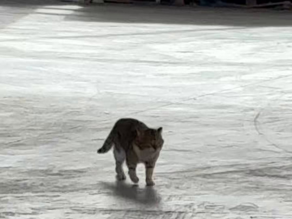 Bizim firmanın civarlarında yaşıyo, sadece öğlen ve akşamları gelip önce yemek yiyo sonra fabrikadaki kedileri dövüyo. Tombalak zorba