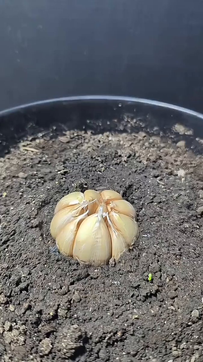 a closer look at the onion growing process