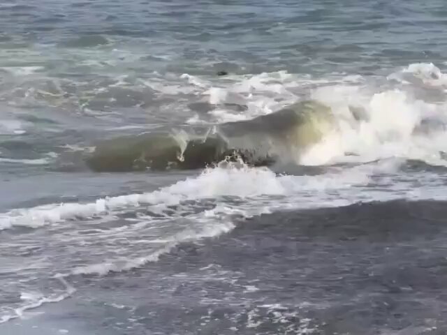 Contra la corriente y sin pensarlo dos veces, un hombre se lanzó al mar para salvar a un cachorro que estaba siendo arrastrado por las olas en Indonesia.