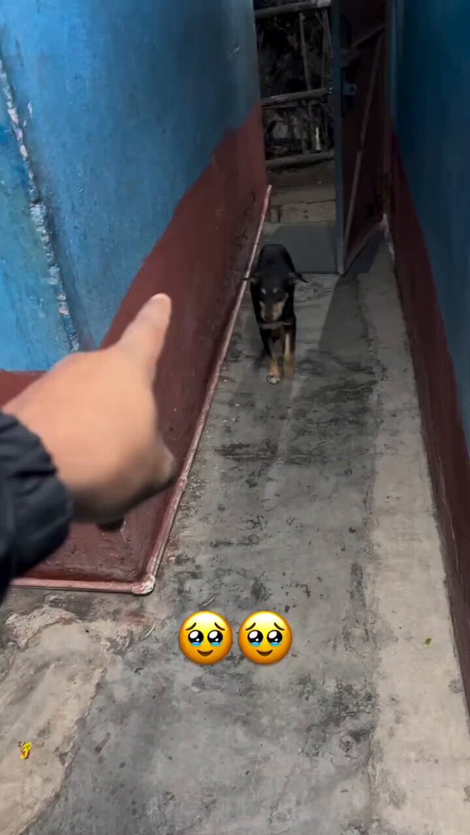 These voiceless souls understand more than we realize they listen not just to words, but to tone, to emotion, to the love or anger in our voice. Look at this sweet little puppy. After being scolded by his caregiver, see how gently he reacts. No ego. No resentment. Just soft eyes, lowered head, and a tiny body trying to say, “I’m sorry… please love me again.” How pure is that heart? He doesn’t argue. He doesn’t hold grudges. He simply seeks reassurance. A touch. A kind word. A little affection to know he still belongs. Animals don’t need harshness they respond to compassion. They bloom in kindness. Let us choose gentle words. Let us choose patience. Because for them, we are their whole world. #dogs