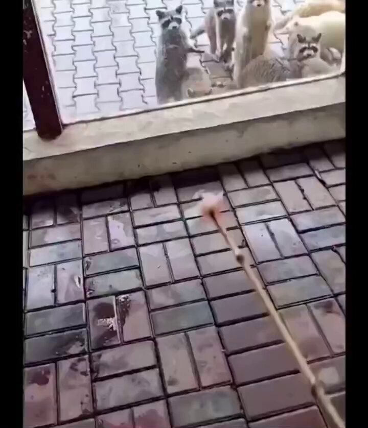 Gözleri göremediği için ellerini yanlış yöne uzatan albino Rakun