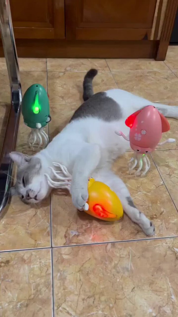 Cat enjoying massage spa time
