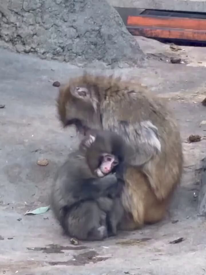 Even though little Panchi got bullied… he still has a new mama to hold him tight 😭🥹