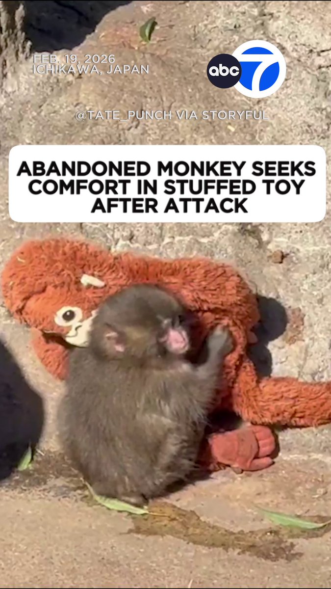 An abandoned monkey named "Punch" who soared to fame after being seen pulling around a soft toy was filmed seeking comfort with the plushie after he was attacked by older macaques at Ichikawa Zoo in Japan on Thursday. The stuffed orangutan had been given to him after he was abandoned by his mom, to serve as a surrogate mother and to provide tactile comfort.
