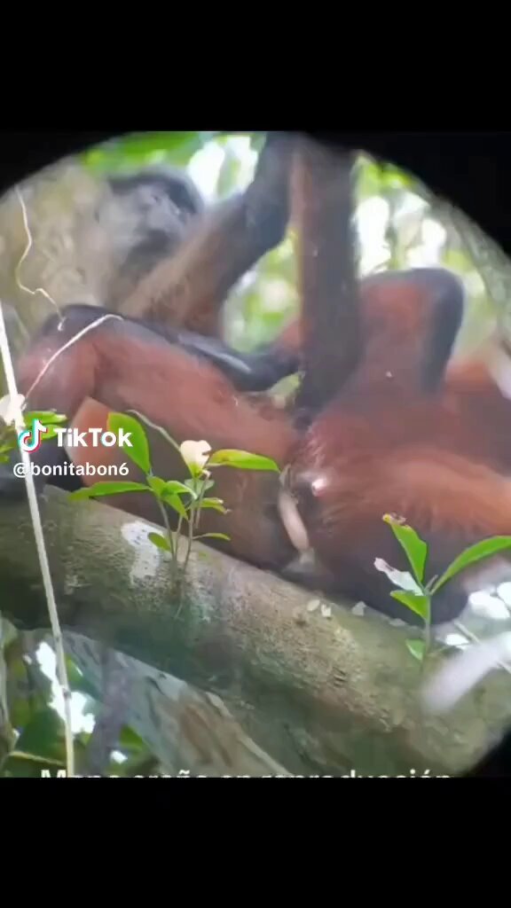 What amazing mating Grok