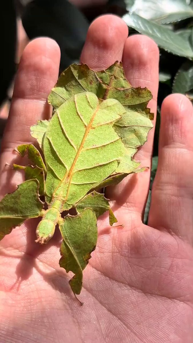The perfect camouflag of a leaf insect