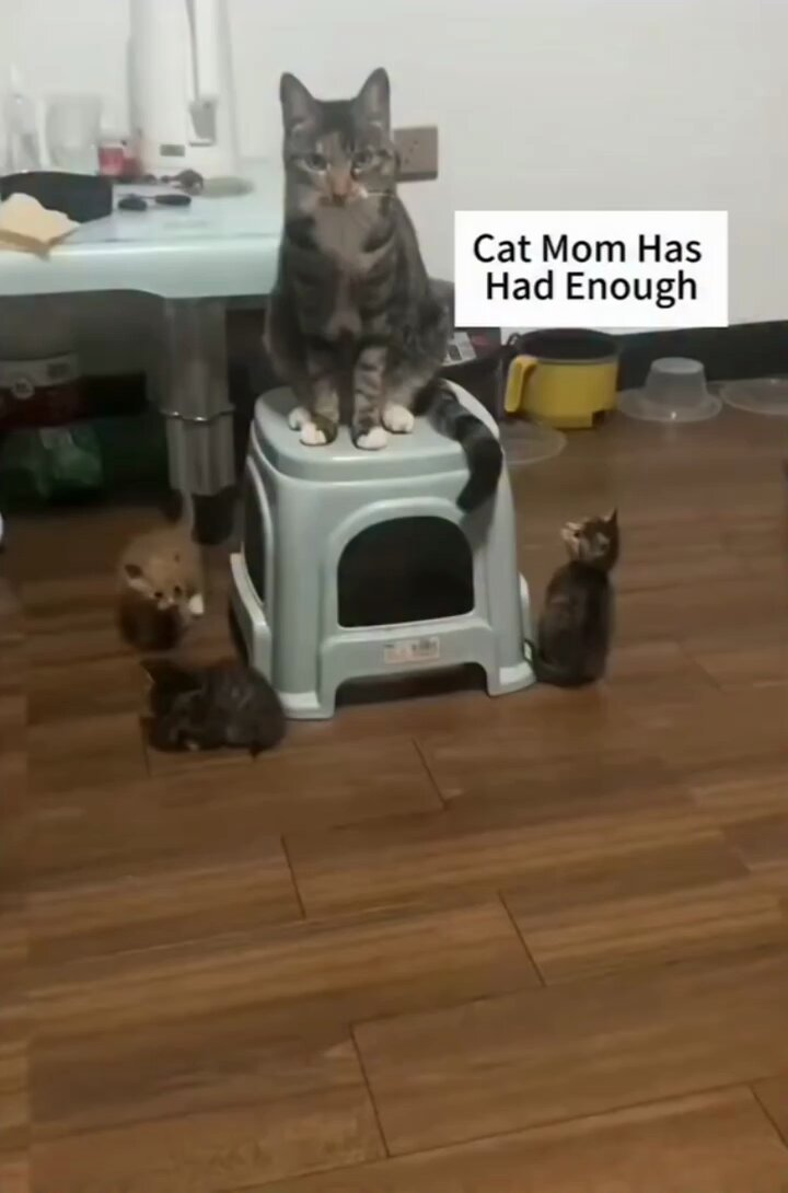 When mama cats need a break..🐈🐾😅