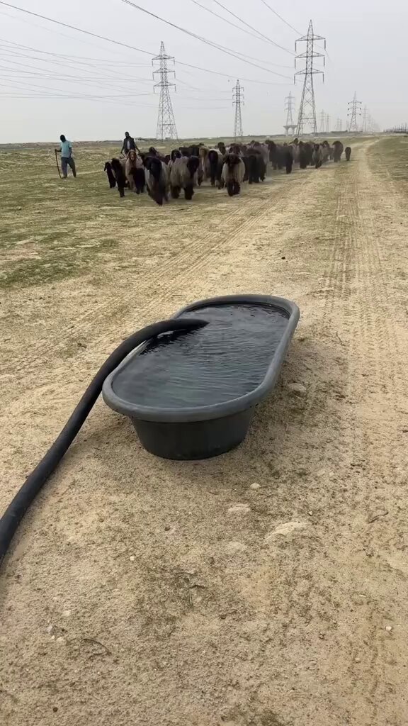 غنم العِرب غنم قبيلة العوازم سابقاً إلى وقتنا الحالي.