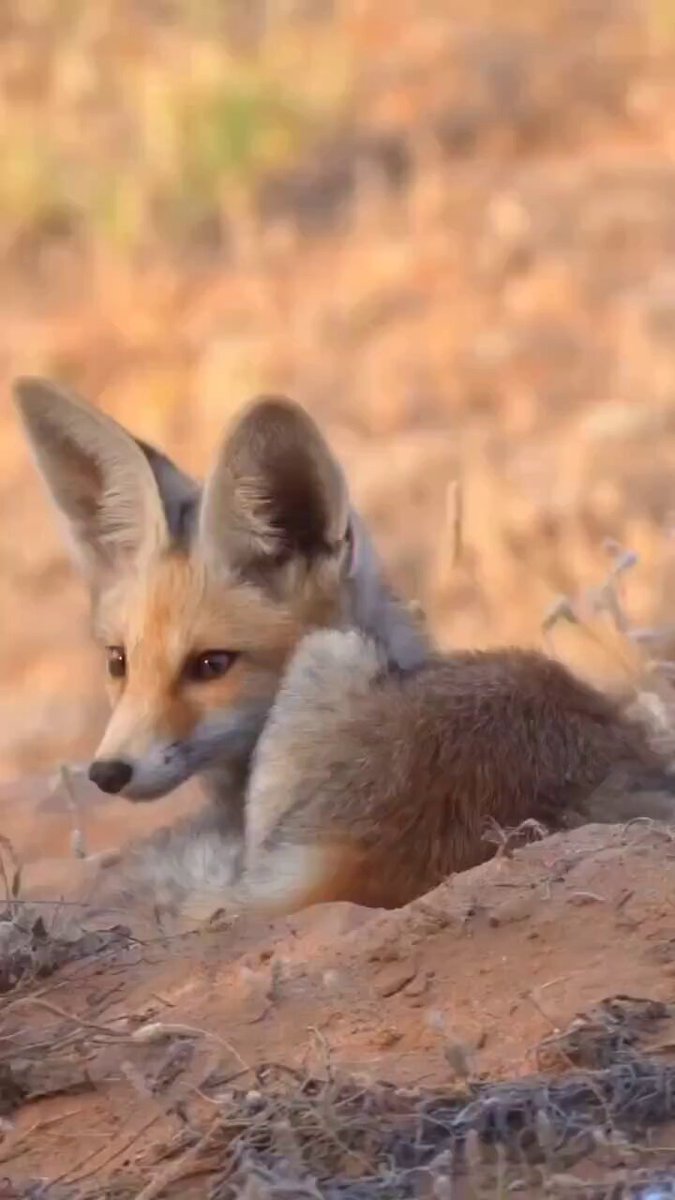🦊🇸🇦 Arabian Red Fox, Saudi Arabian Desert. The Arabian red fox (Vulpes vulpes arabica) is a subspecies of the red fox native to the Arabian Peninsula, specifically the Hajar and Dhofar Mountains in Oman, as well as the UAE, Syria, Jordan, Saudi Arabia, Qatar, Yemen and Iraq.