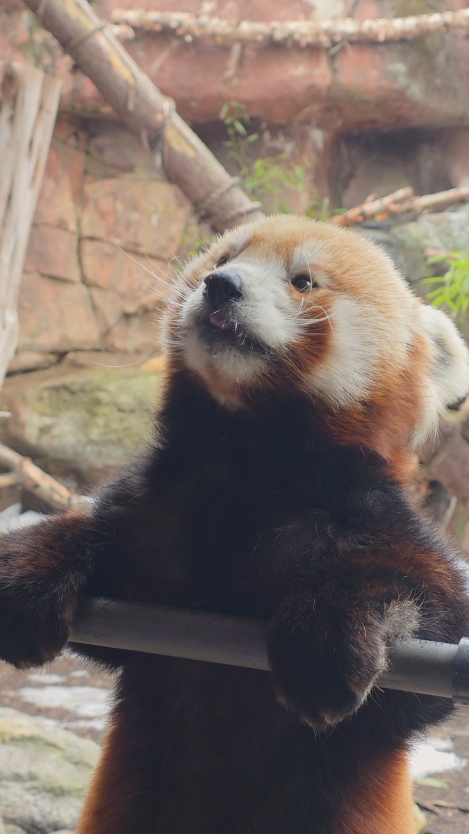 Stop and tell Khumbie he's the sweetest boy right now 😡 Khumbie’s animal care specialists uses positive reinforcement to train him to stand on a platform and get comfortable with touch, making vet exams and blood draws a breeze!