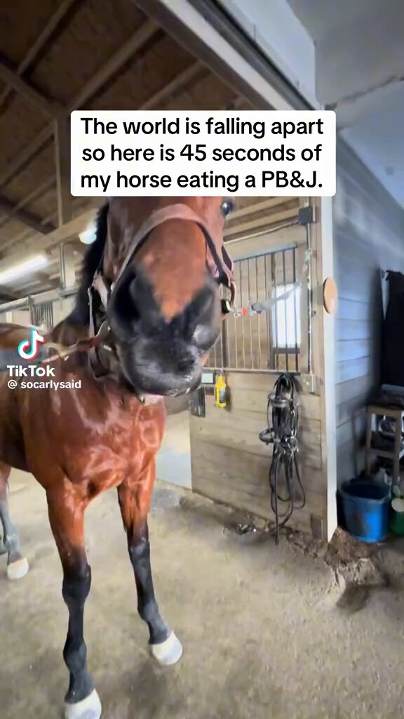 I’d rather watch Hank the horse eat a peanut butter and jelly sandwich than listen to all the same old crap on the news. 100%. Sick of seeing the same stuff everywhere. They should have named him Smuckers though! ❤️