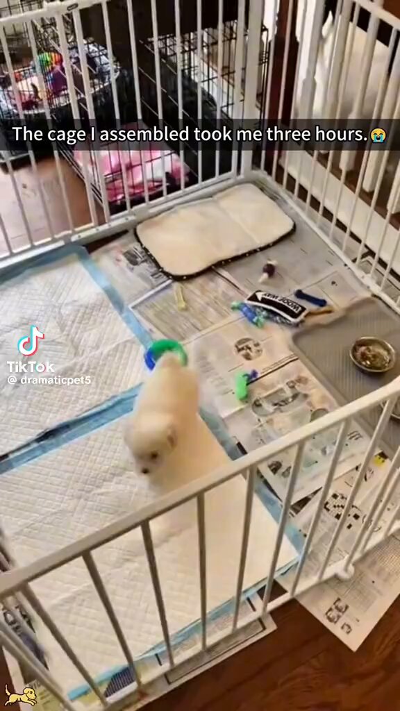 Mission: Im-paw-ssible… completed.🤣🤣🤣 Freedom first. Belly rubs later.🤣🤣