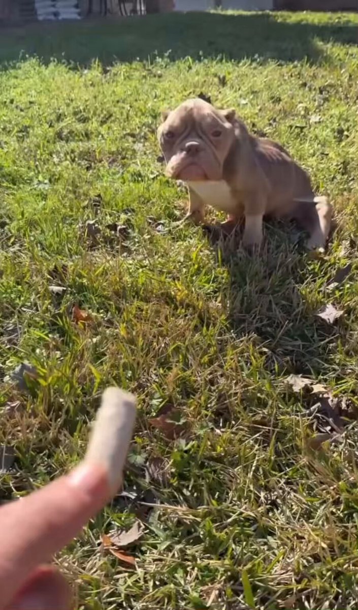 HAPPY NEWS! Mina is walking 🐾❤️🐾