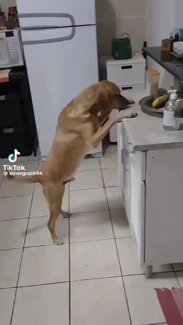 como explicar a inteligência e malandragem dos caramelos kkkkk