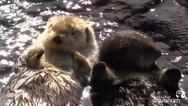 Sea otters hold hands when they sleep so they don't drift apart, a behavior known as rafting.