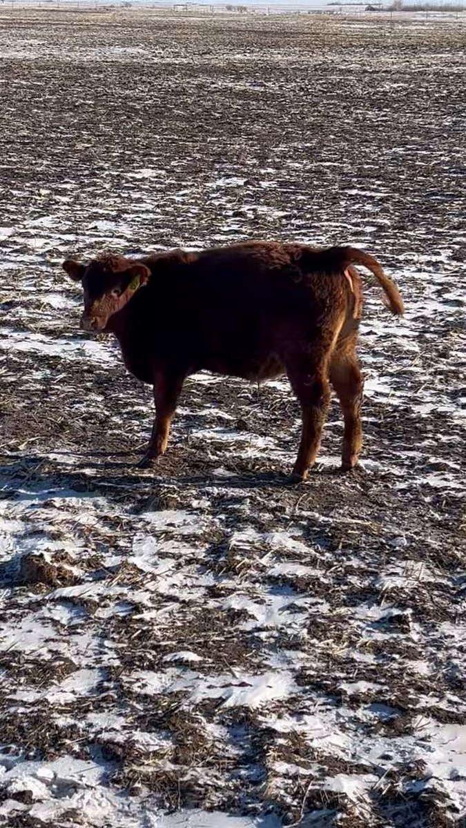 Saw this steer calf yesterday showing the classic signs of a stone partially blocking his urethra, making it painful to urinate. Got him in and gave him some analgesic and muscle relaxant and some antibiotic for possible localized infection, per vet advice. Not water belly yet.
