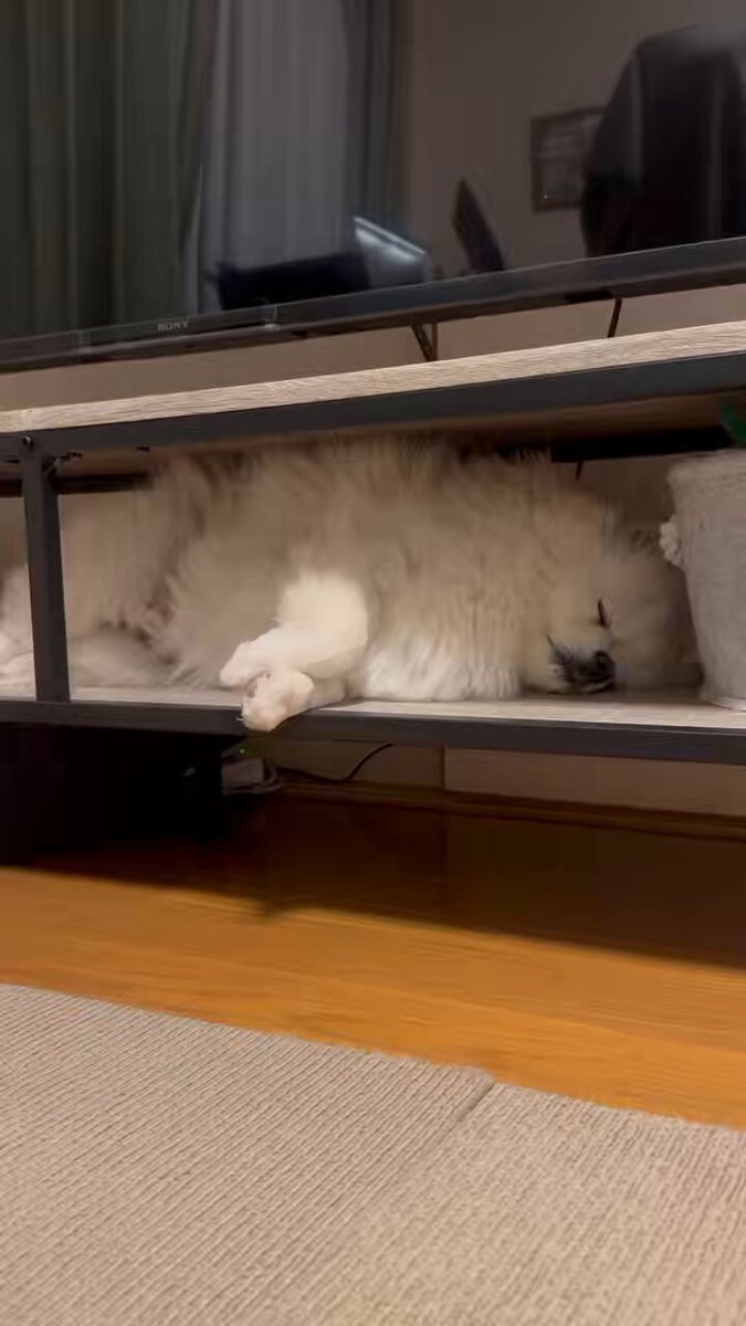 ふわふわベッドより テレビ台💤